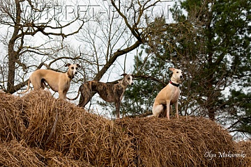 полевые испытания-8