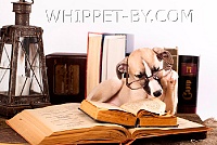 интеллектуалы 2011-13