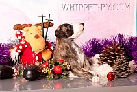 Щенки 2011-8