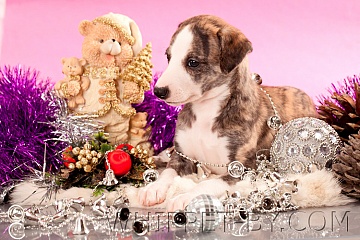 Щенки 2011-12